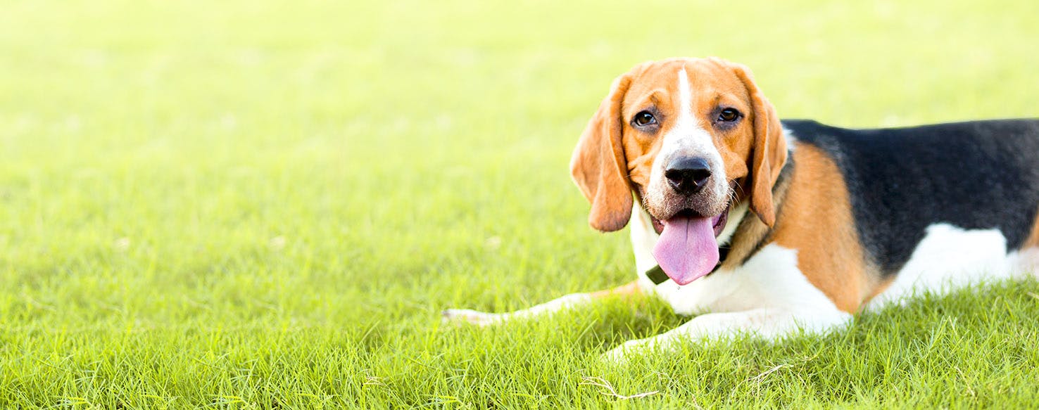 Descendants Inspired Dog Names Popular Male And Female Names Wag 